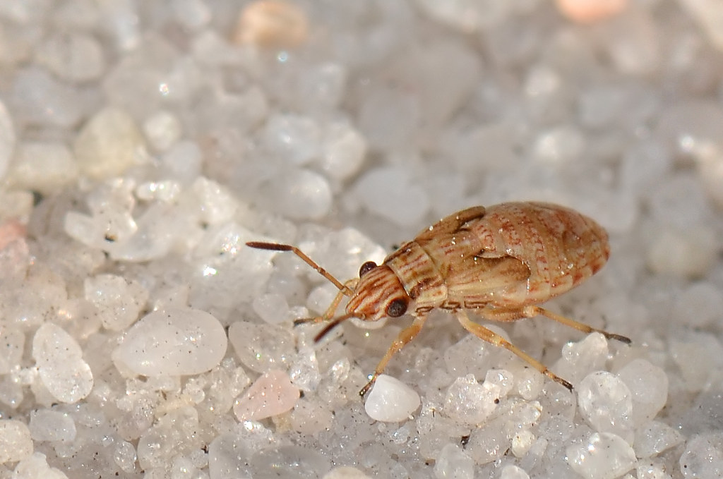 شركة مكافحة حشرات بحائل